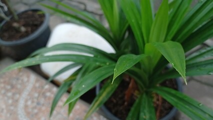 pandan plant in a pot
