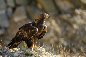 Eagle on hunt. Golden eagle, Aquila chrysaetos, perched on rock. Majestic bird of prey with sharp hooked beak in beautiful nature. Hunting eagle in mountains. Habitat Europe, Asia, North America.
