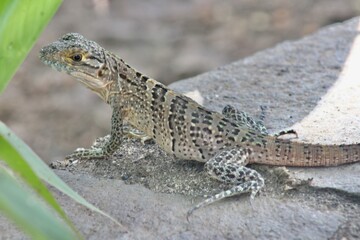 lizard on the stone