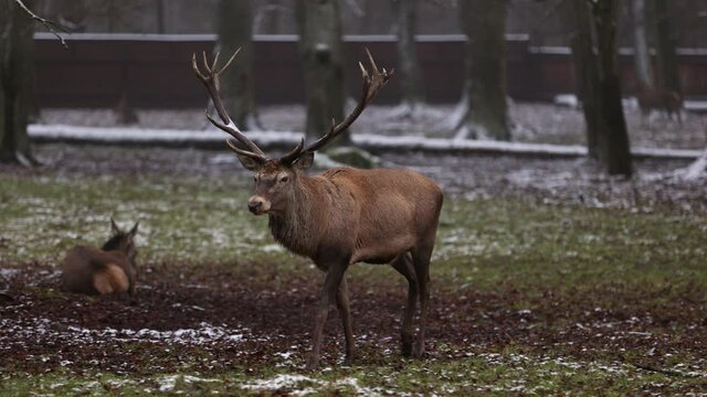 Red deer in the reserve, Bialowieza Forest, Poland
