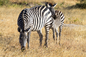 Zebras close up, Tarangire National Park, Tanzania