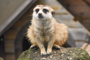 meerkat on guard