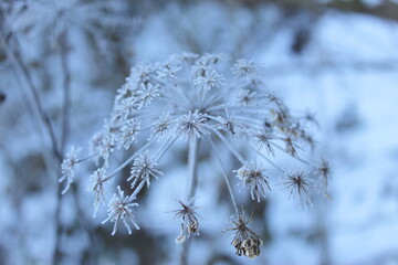 Frost on a dried flower plant. Frost in winter on snow that has fallen over plants. A dry plant on which there is frost.