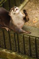 otter on the block
