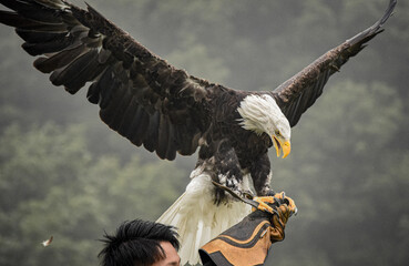 hunting american bald eagle