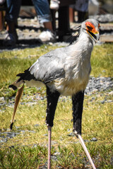 secretary bird