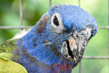 close up of a blue bird