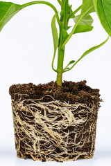 Root stem of pepper seedlings. Bell pepper seedling with a well-developed root system on a white background.