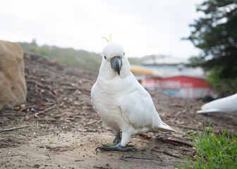 Sulphur Crested Cockatoo watching the camera.Urban wildlife.