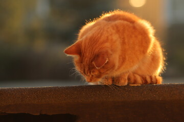 rudy  kot  na  dachu  w  czasie  zachodu  słońca