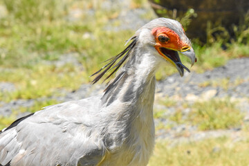 secretary bird
