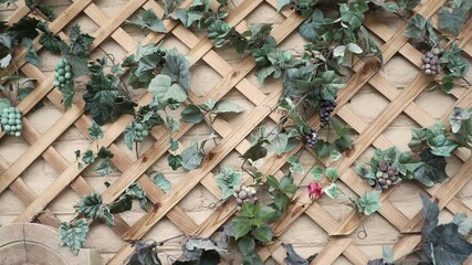MS TD Creeper plants growing on trellis