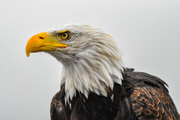 Obraz premium american bald eagle