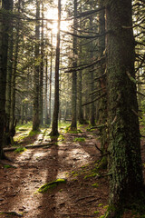Trees in the backlight of the sun. Sunlight through the trees.