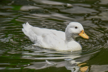 white duck swimming in the water