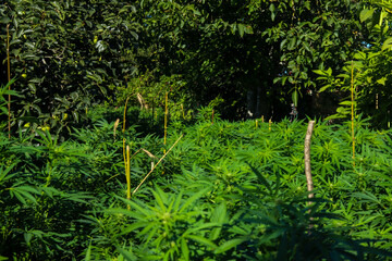 Fototapeta na wymiar Outdoor amateur planting or cultivation of medicinal cannabis (marijuana) and CBD plantation for medicinal use, and a yard showing holes and plants.