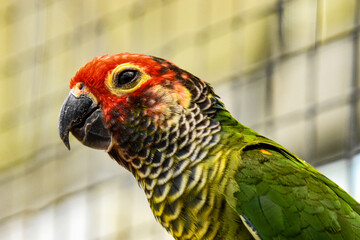 red and yellow parakeet