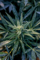 Marijuana plants | cannabis and their green leaves in an outdoor setting for the production of medicinal medicine, CBD, and THC.