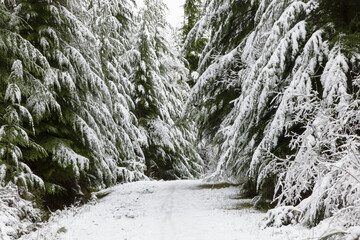 Fototapeta na wymiar snow on spruce