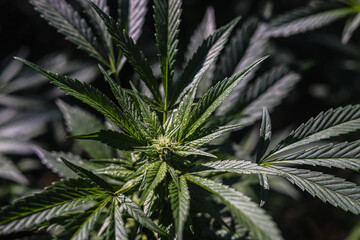 Marijuana plants | cannabis and their green leaves in an outdoor setting for the production of medicinal medicine, CBD, and THC.