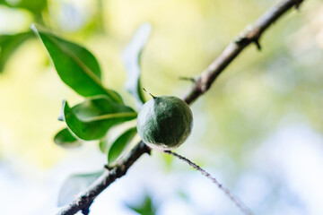 Macadamia nut growing on tree branch