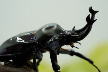 Phalacrognathus stag beetle