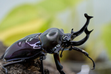 Phalacrognathus stag beetle