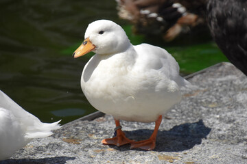 duck