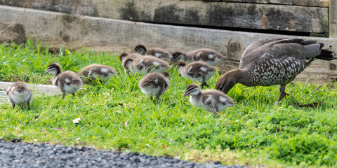 Wood duck and ducklings