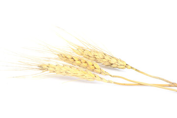 Three spikelets of dried wheat on a white background.