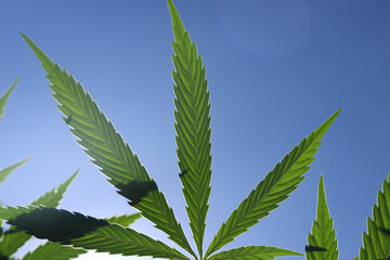 Medical marijuana/cannabis plant leaf with blue sky in the background and sunlight.