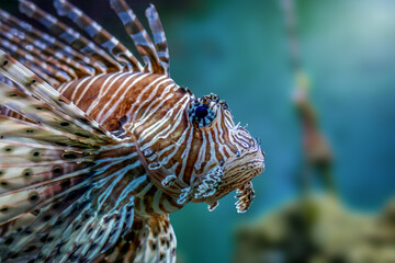 A  closeup of an pacific lionfish with beautiful detailed blue eyes!