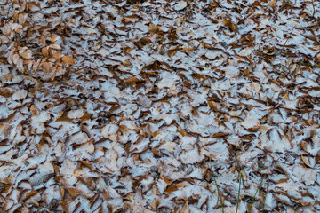 Laub mit Frost