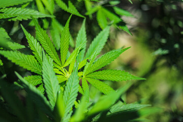 Marijuana plants | cannabis and their green leaves in an outdoor setting for the production of medicinal medicine, CBD, and THC.