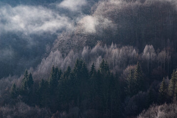 misty landscape with fir forest in hipster vintage retro style