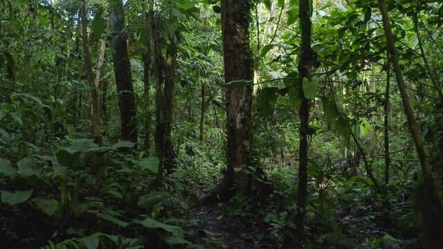 Walking on a small footpath through a tropical rainforest on a dark and rainy day