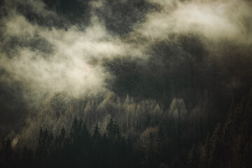 misty landscape with fir forest in hipster vintage retro style