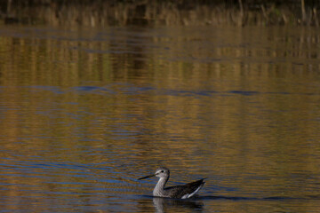 Short-billed Dowitcher bird closeup
