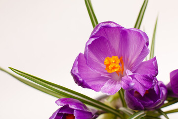 Purple crocus flower in a pot on white background. Isolated crocus. Spring flower. Easter mood