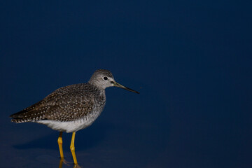 Short-billed Dowitcher bird closeup