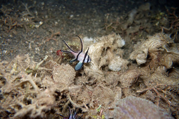 Banggai-Kardinalbarsch (Pterapogon kauderni) im Habitat