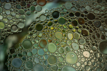 Muted Green and Yellow Oil and Water Abstract Photo. Different sized circles of green and yellow. Beautiful abstract background wallpaper.