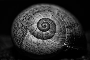 Poster snail © JessyNay