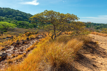 Volcanic landscape with guanacaste tree (Enterolobium cyclocarpum), Rincon de la Vieja national...