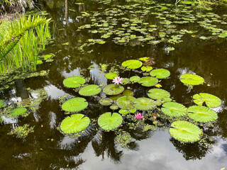Tropical water pond with water lillies in a botanical garden