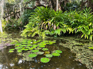 Tropical water pond with water lillies in a botanical garden