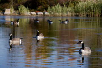 Canadian goose swimming