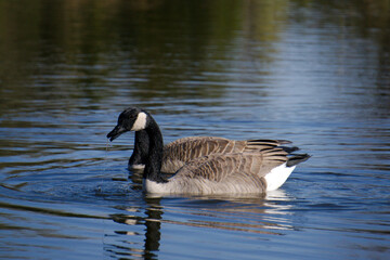 Canadian goose swimming
