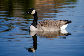 Canadian goose swimming