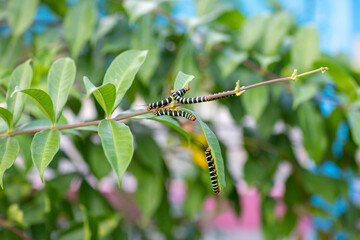 Spanish moth (Xanthopastis regnatrix) in the Dominican Republic